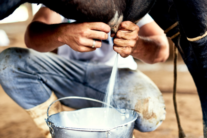 Copa Leite promete recordes e grandes negócios em Quixeramobim
