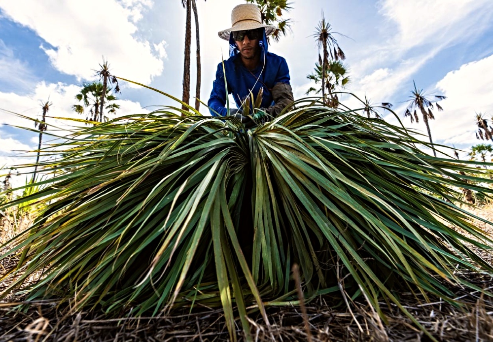 Associação Caatinga leva duas soluções sustentáveis ao palco global da COP30