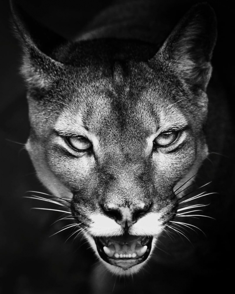 Sussuarana (puma Concolor). Amazônia