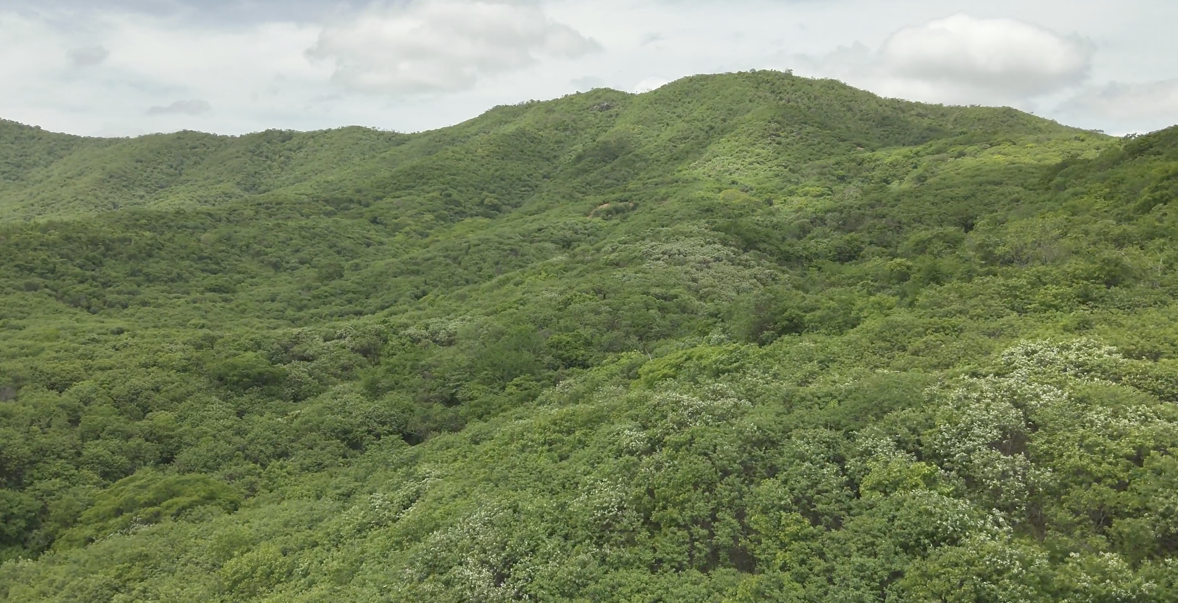 Ceará soma 80 mil hectares protegidos de Caatinga em novas unidades de conservação