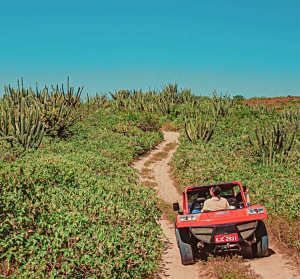 Floresta De Mandacarus (1)