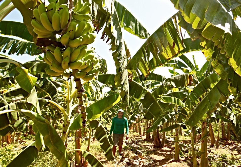 BNB oferece descontos de até 80% para produtores rurais regularizarem dívidas