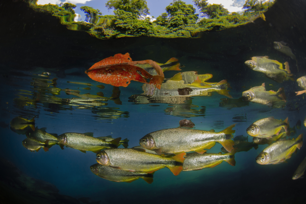 Rio Da Prata, Nascente Do Prata (3)