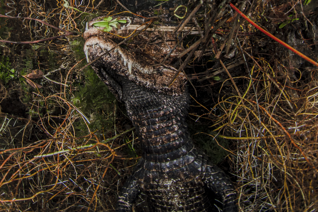 Rio Da Prata, Nascente Do Prata (4)