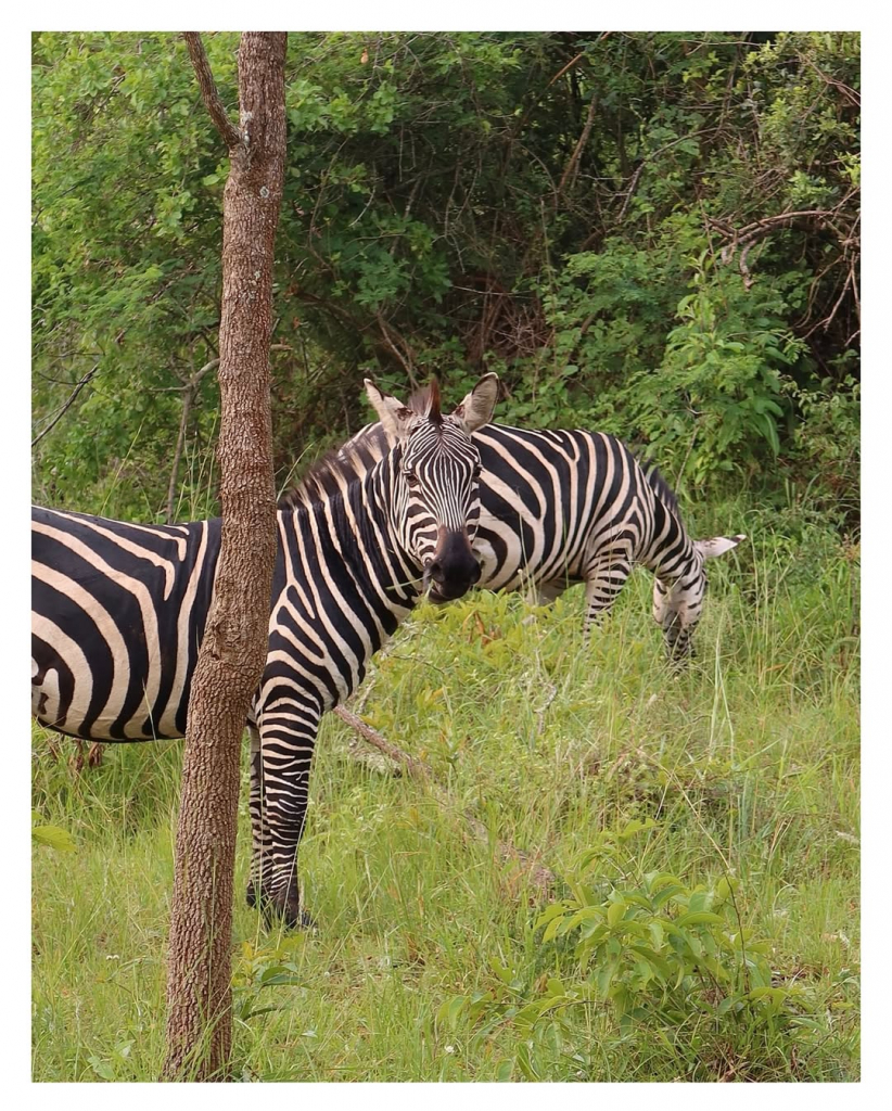 Saveclip.app 574401699 18541522231019425 7350211858781242614 N