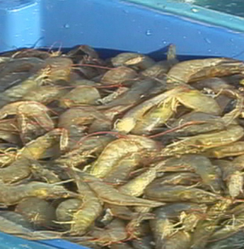 Indicações Geográficas consolidam o Ceará como referência de produtos de origem no Brasil