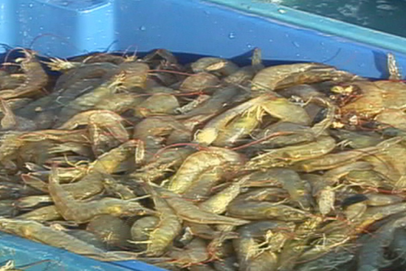 Indicações Geográficas consolidam o Ceará como referência de produtos de origem no Brasil