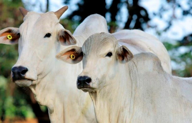 Brasil deve liderar cota de exportação de carne bovina do Mercosul para a União Europeia