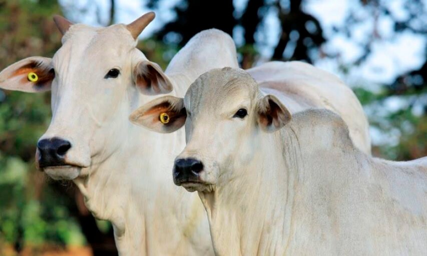 Brasil deve liderar cota de exportação de carne bovina do Mercosul para a União Europeia