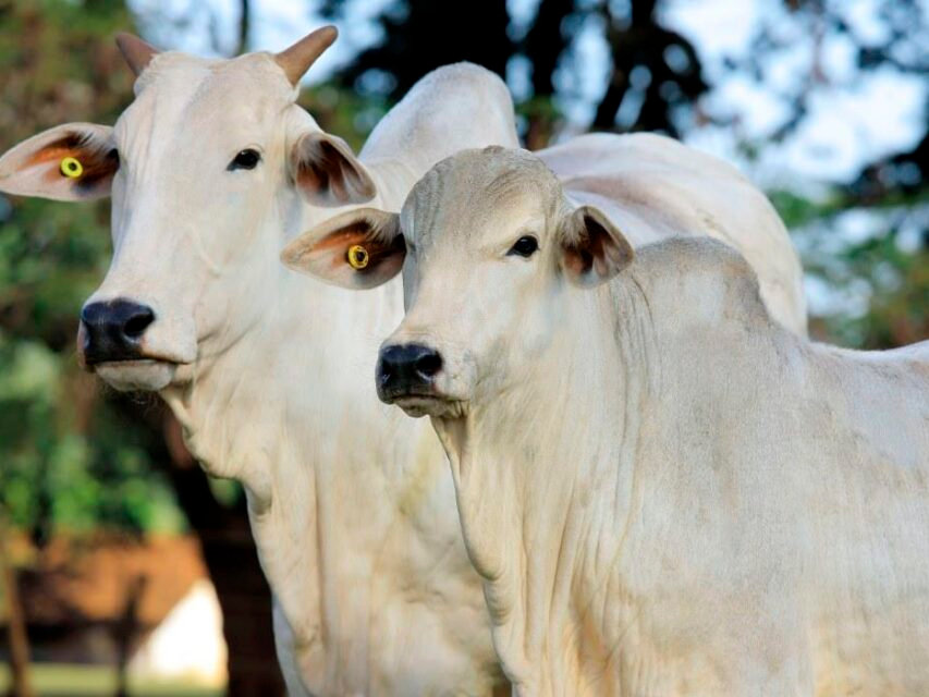 1c71a7 9a7dea54a297412288e38d4d0b2161d4~mv2