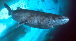 28f51c5c D30d 4dfa 8ed8 8a1f3eba8027