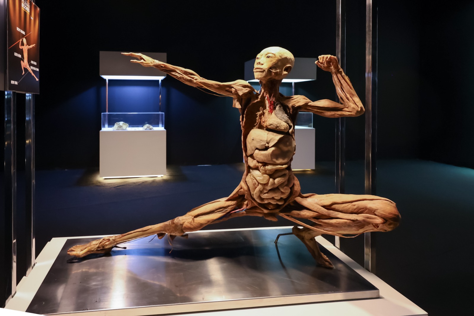 Exposição “Human Bodies” retorna a Fortaleza com acervo renovado e corpos plastinados