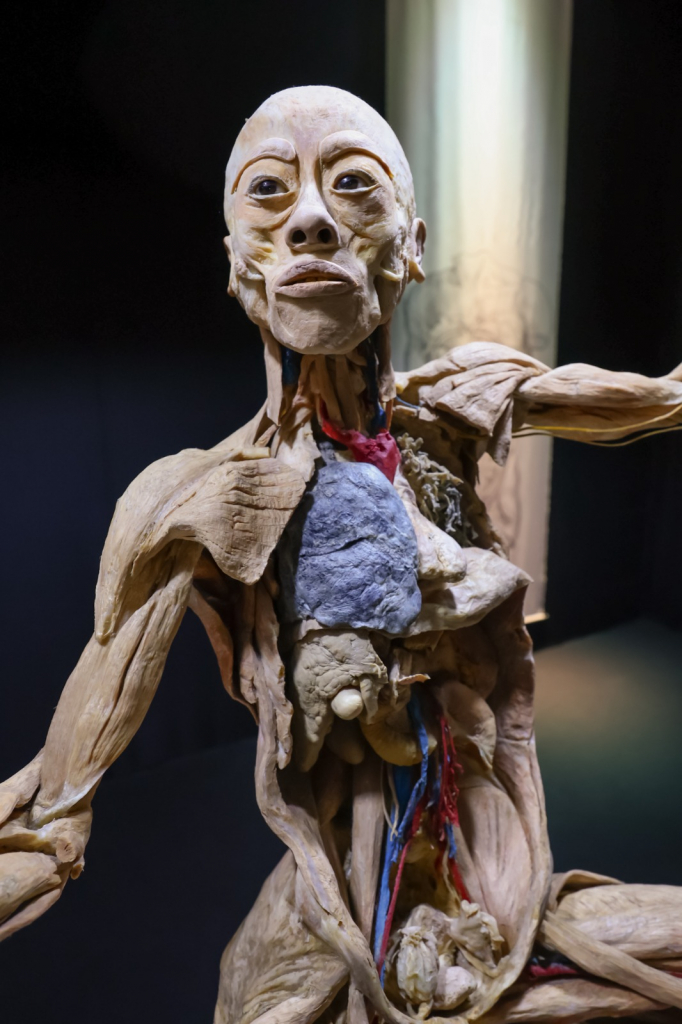 Exposição “Human Bodies” apresenta corpos reais preservados por plastinação. Fotos: Divulgação