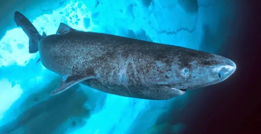 Tubarão com quase 400 anos impressiona cientistas e revela segredos da longevidade no Ártico