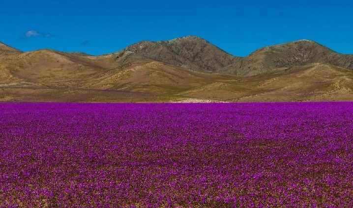 Atacama