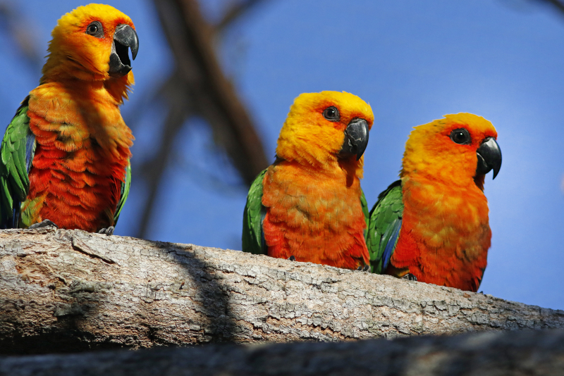 Arvorar revela a riqueza da Caatinga em experiência que une turismo e conservação no Ceará