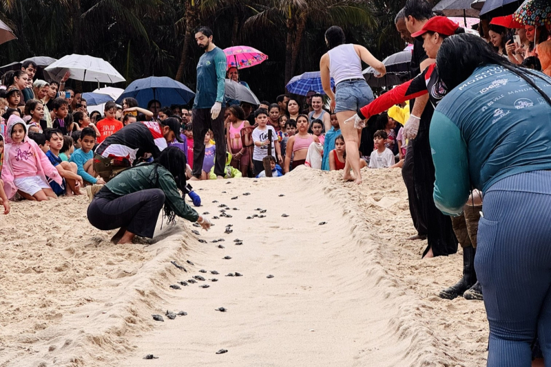 Nascimento Tartarugas