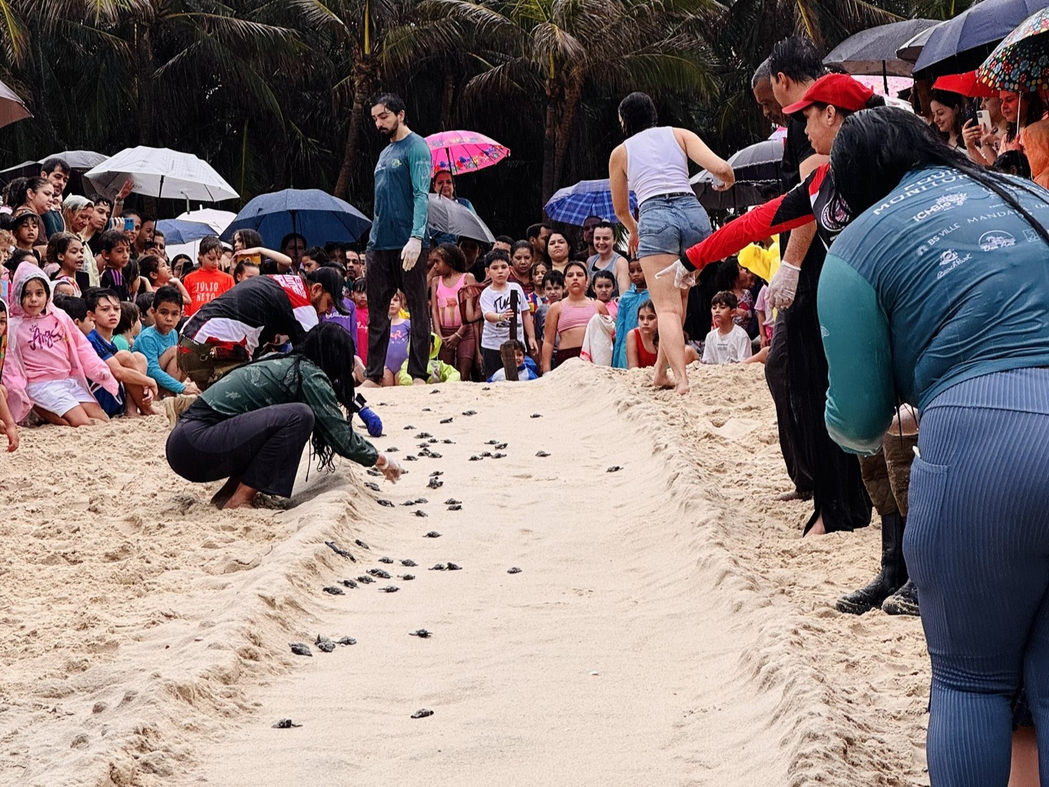 Beach Park integra operação ambiental e leva 71 tartarugas-de-pente ao mar em Aquiraz