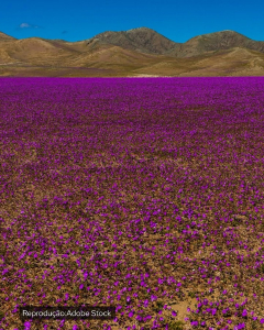 Saveclip.app 658856098 18087449993203127 5196313007843601539 N