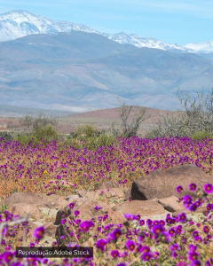 Saveclip.app 659561690 18087450017203127 7699625115919970614 N