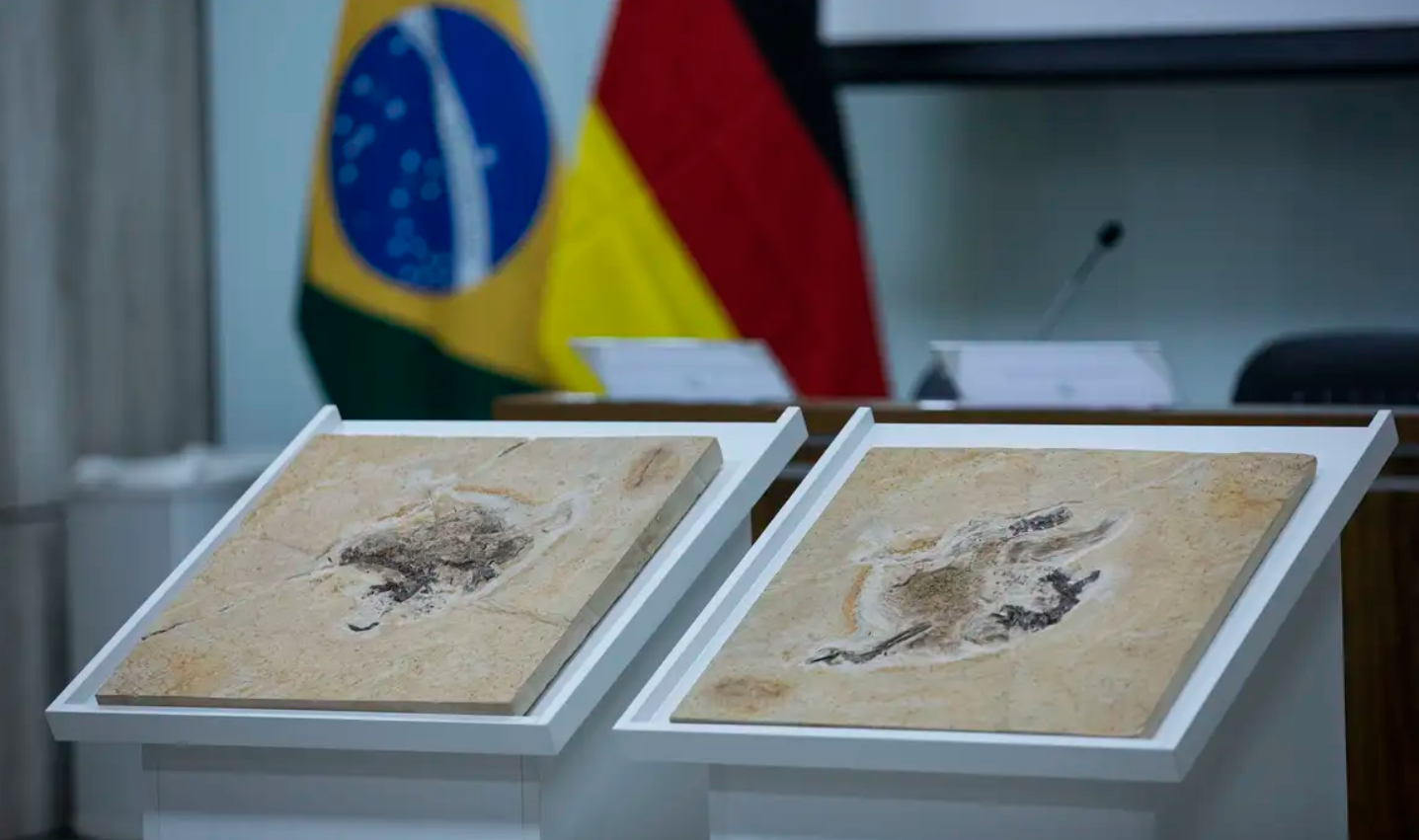Ceará é protagonista em mobilização internacional para repatriar fósseis de dinossauros