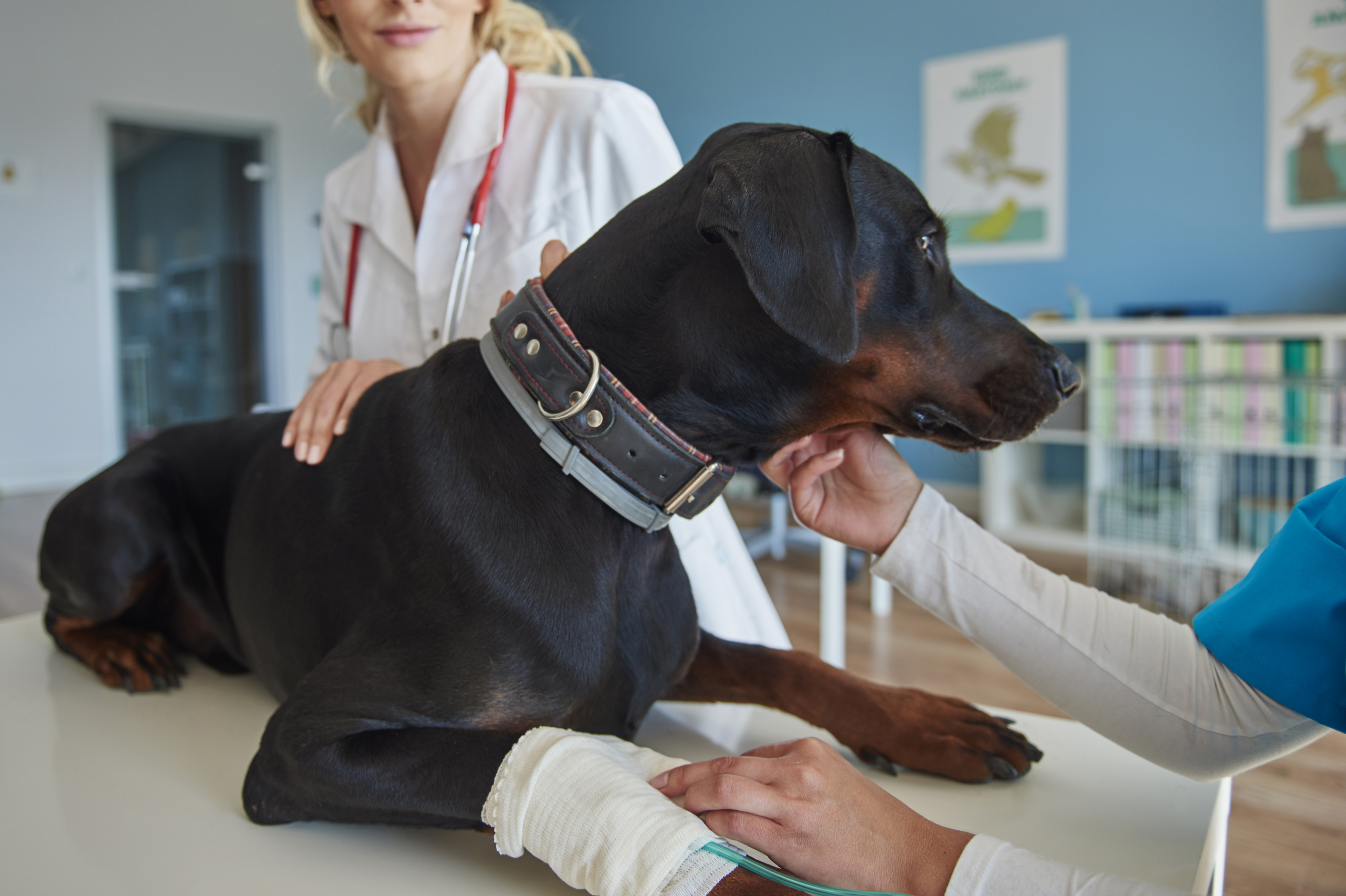 Unimed Soluções lança plano de saúde veterinário com atendimento 24 horas em Fortaleza