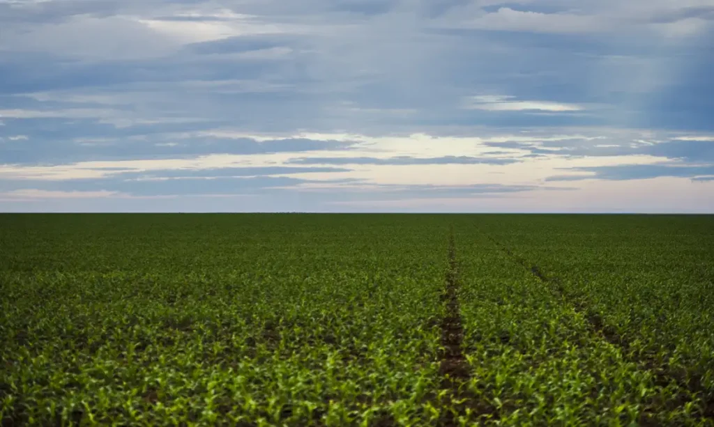 Safra, Agricultura, Plantação, Colheira Foto Agência Brasil