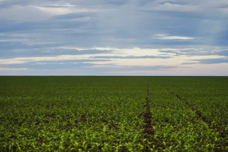 Safra, Agricultura, Plantação, Colheira Foto Agência Brasil