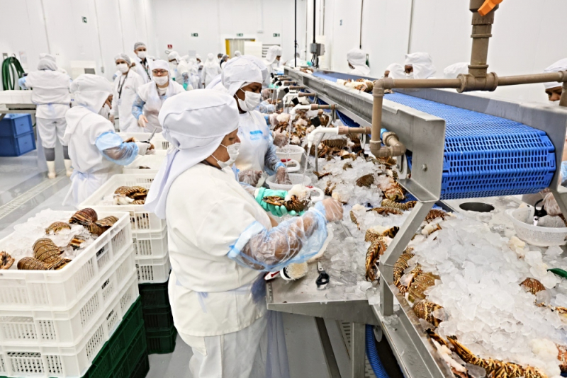 Ceará transforma tradição pesqueira em ativo global e lidera exportações no País