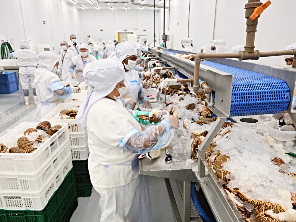 Ceará transforma tradição pesqueira em ativo global e lidera exportações no País