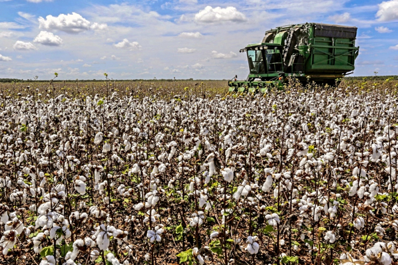 Ceará cresce acima da média nacional e reforça o seu protagonismo econômico