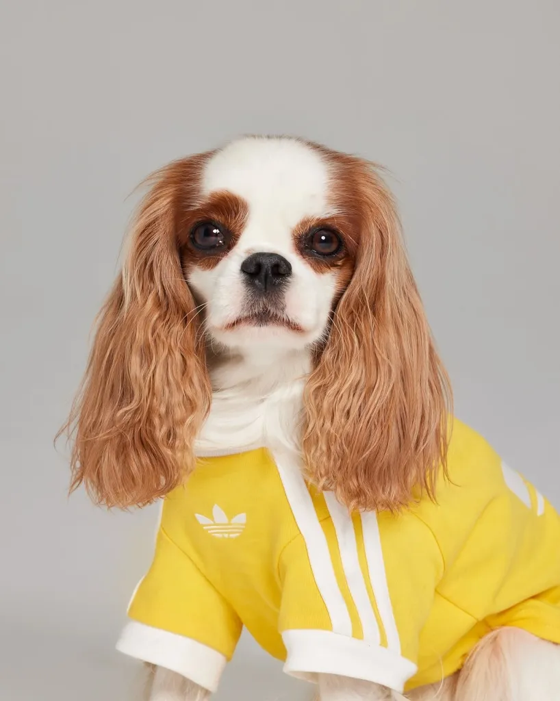 A Adidas Originals Acaba De Trazer Ao Brasil Sua Linha Dedicada Aos Animais De Estimação, Com Ro (1)