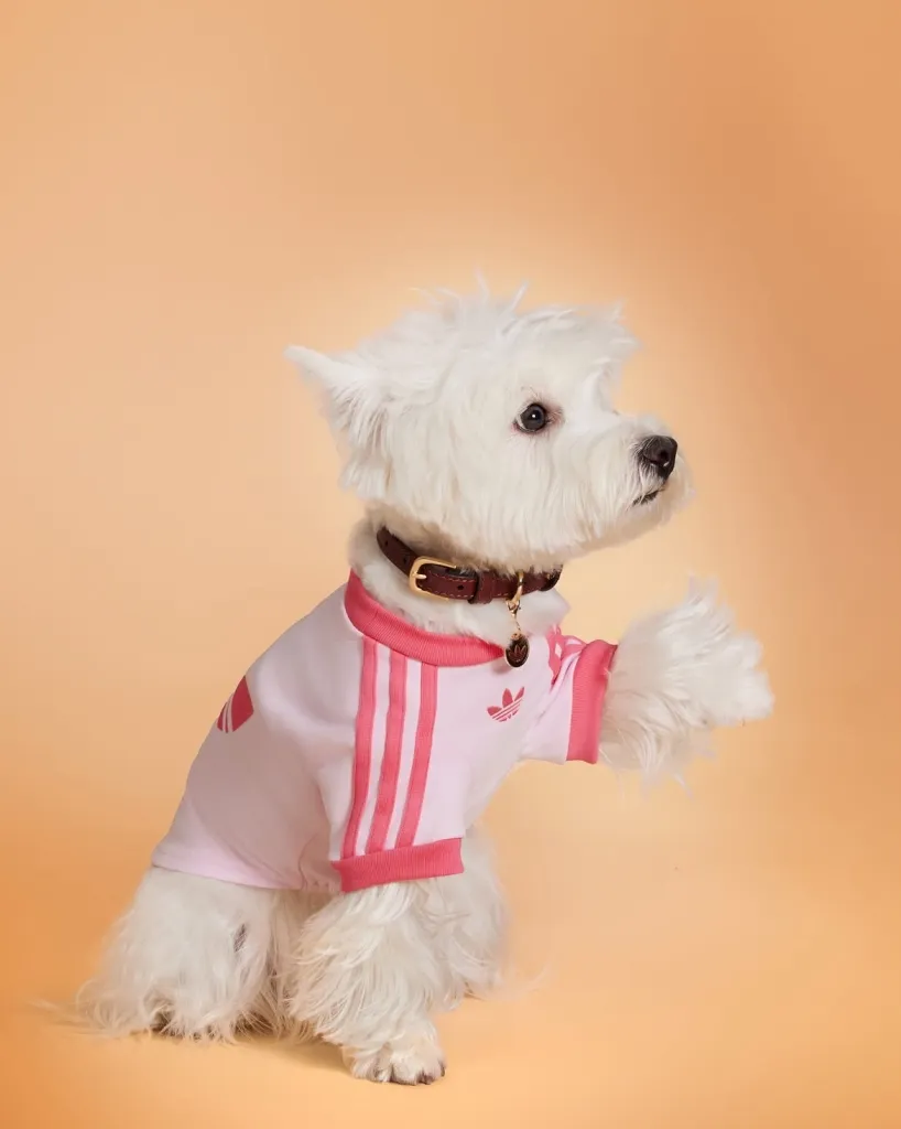 A Adidas Originals Acaba De Trazer Ao Brasil Sua Linha Dedicada Aos Animais De Estimação, Com Ro