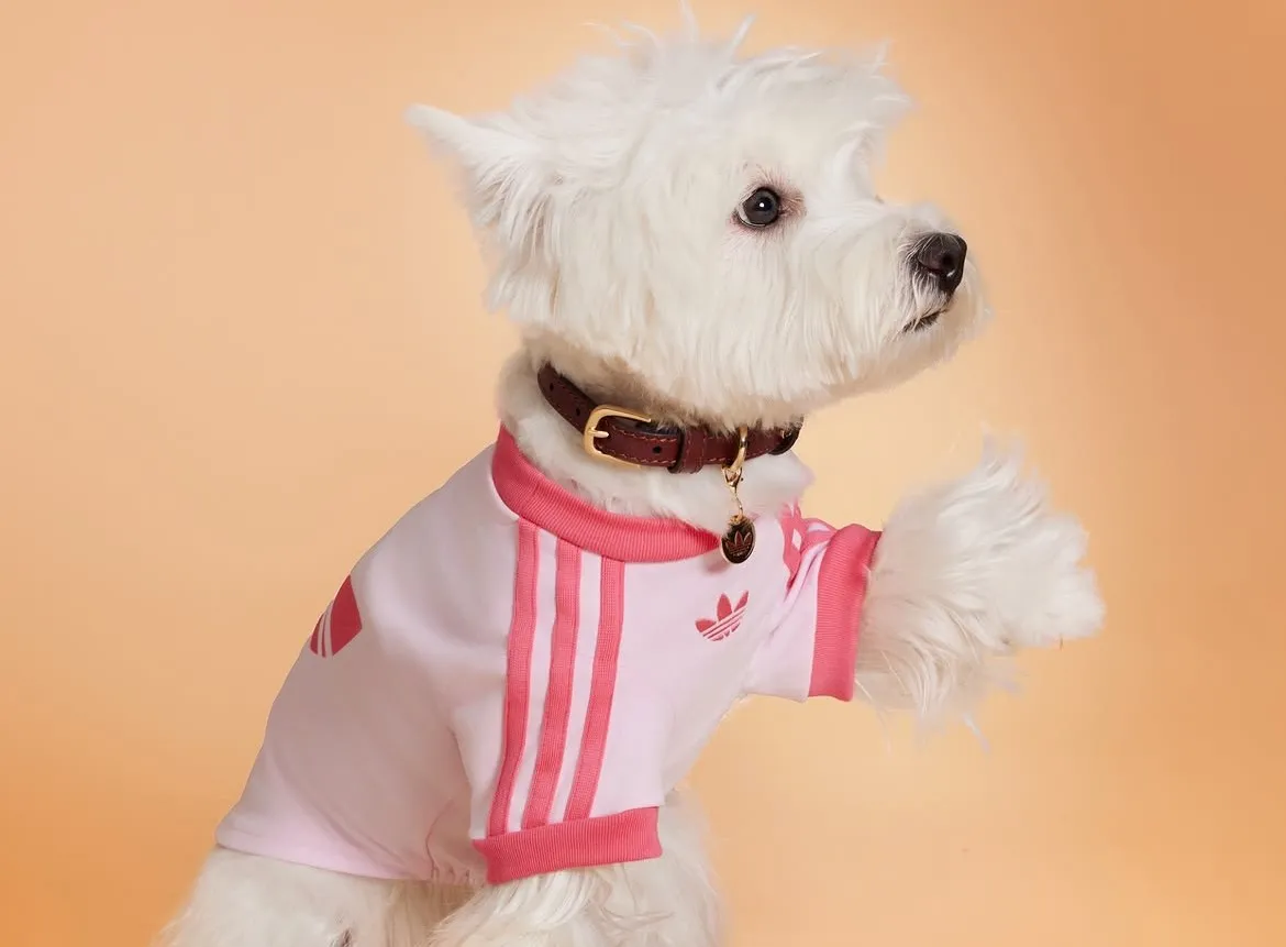 Pets também entram na tendência: adidas Originals lança coleção inédita no Brasil