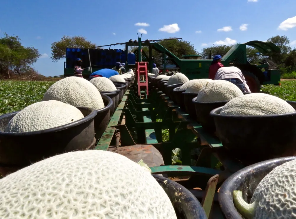 PIB agropecuário do Nordeste supera os R$ 135 bilhões impulsionado por crédito