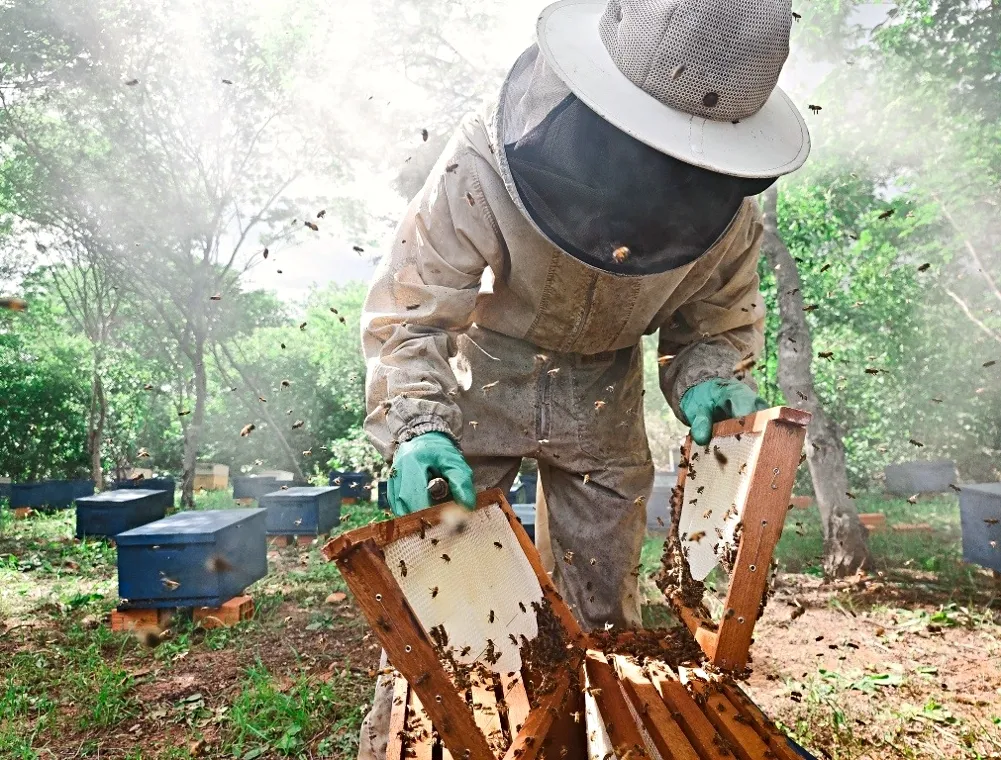 BNB oferece descontos de até 90% para renegociar dívidas de produtores rurais