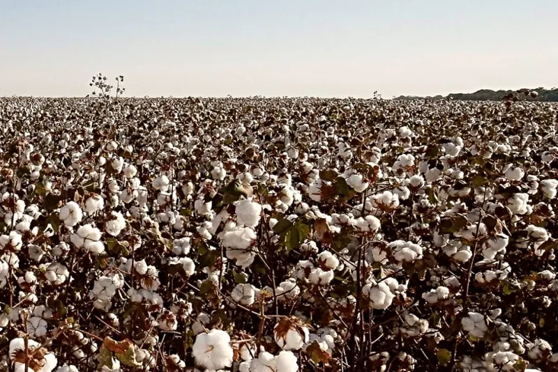 PARTICIPAÇÃO NO AGRONEGÓCIO - Região Nordeste ultrapassará 1 milhão de toneladas de algodão, diz estudo do BNB
