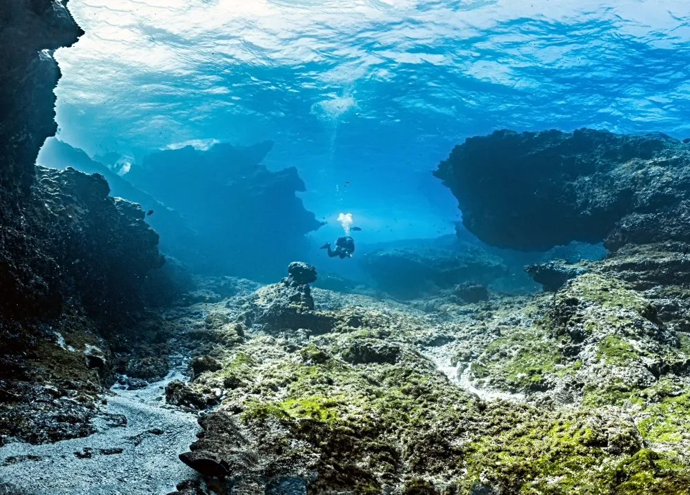 Fernando de Noronha ganha novo olhar com projeto sobre o mundo subaquático