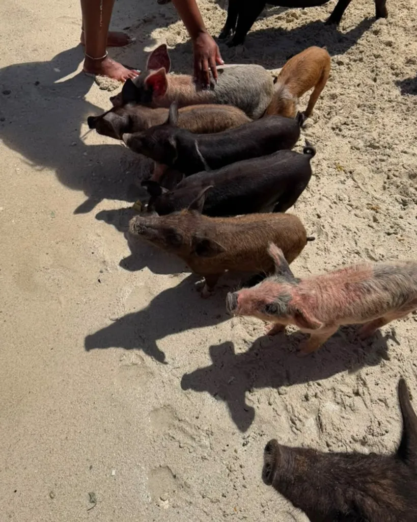 Pig Beach